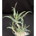 Aloe cv Caukmakua Mano x Sean Red 5-inch pots