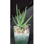 Aloe bakeri 4-inch pots