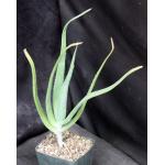 Aloe ballyi 5-inch pots