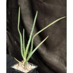 Aloe barberae 5-inch pots