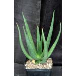 Aloe barbara-jeppeae one-gallon pots