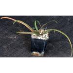 Aloe belavenokensis 2-inch pots