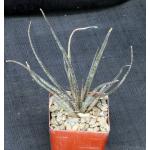 Aloe bellatula4-inch pots