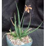 Aloe bellatula 5-inch pots