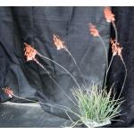 Aloe bellatula one-gallon pots