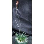 Aloe boiteaui 4-inch pots