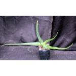 Aloe bosseri 5-inch pots