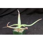 Aloe bulbillifera var. bulbillifera 4-inch pots