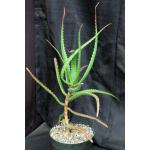 Aloe cameronii var. cameronii 8-inch pots