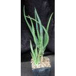 Aloe camperi 5-inch pots