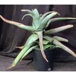 Aloe canarina 3-gallon pots