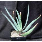 Aloe capitata var. quartziticola one-gallon pots