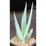 Aloe castanea 5-inch pots