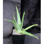 Aloe castellorum 5-inch pots
