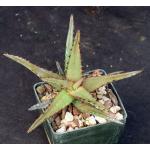 Aloe castilloniae 3-inch pots