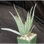 Aloe chaubaudii var. chaubaudii 4-inch pots