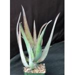 Aloe chaubaudii var. chaubaudii 5-inch pots