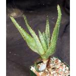 Aloe cipolinicola 4-inch pots