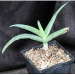 Aloe collenetteae (ES 15162) 5-inch pots