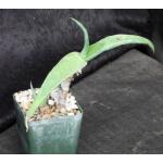 Aloe collenetteae (ES 15162) 4-inch pots
