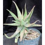 Aloe cv Chartreuse Chanteuse 8-inch pots