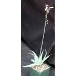 AloecvDapple Green 4-inch pots