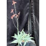 Aloe cv Green Sand one-gallon pots
