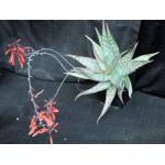 Aloe cv Krakatoa one-gallon pots