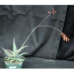 Aloe cv Pink Lace 5-inch pots