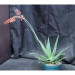 Aloe cv Red Neon 8-inch pots