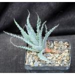 Aloe cv Scott McDermott 5-inch pots