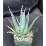 Aloe cv Swordfish 5-inch pots