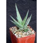 Aloe cv Raspberry Delight 4-inch pots
