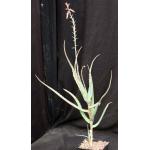 Aloe cyrtophylla 5-inch pots