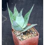 Aloe deltoideodonta var. brevifolia 4-inch pots