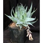 Aloe deltoideodonta var. candicans one-gallon pots