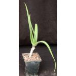 Aloe dhalensis 5-inch pots