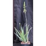 Aloe dhalensis one-gallon pots