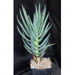 Aloe dichotoma one-gallon pots