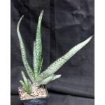 Aloe dyeri 5-inch pots