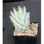 Aloe erinacea 5-inch pots