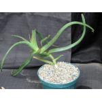 Aloe fleurentiniorum hybrid 8-inch pots