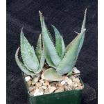 Aloe fleuretteana 4-inch pots
