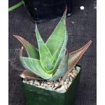 Aloe fleuretteana 4-inch pots