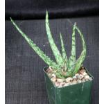 Aloe fragilis 4-inch pots