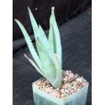 Aloe glauca ssp. spinosior 4-inch pots