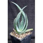 Aloe globuligemma 5-inch pots