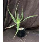 Aloe cv Goliath 5-inch pots