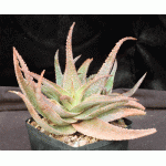 Aloe cv Green Sand one-gallon pots