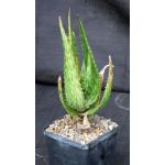 Aloe harlana 5-inch pots